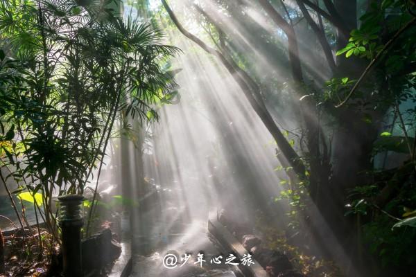 组装机械机甲暴龙2